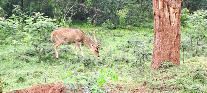 Udawalawe Safari - What to Expect