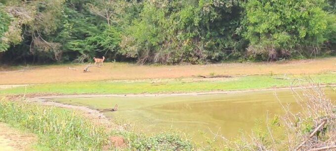 Udawalawe Safari - Frequently Asked Questions