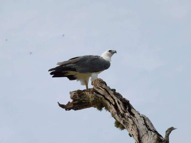 Udawalawe Safari Tour from Hambantota Port(Shore Excursion) - An Authentic and Well-Organized Safari Experience
