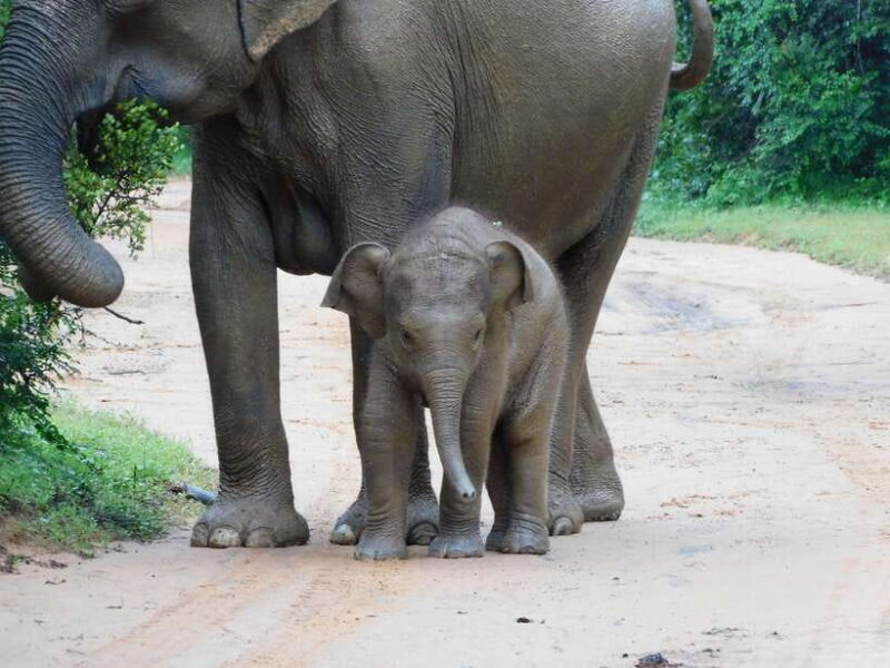 Udawalawe Safari Tour from Hambantota Port(Shore Excursion) - What’s Included and What’s Not