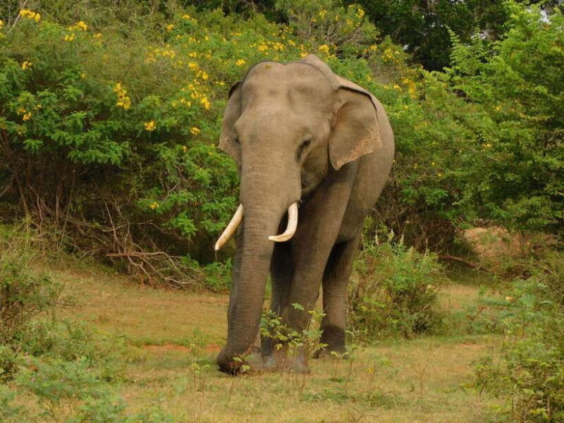Udawalawe Safari Tour from Hambantota Port(Shore Excursion) - Authentic Reviews: What Travelers Say