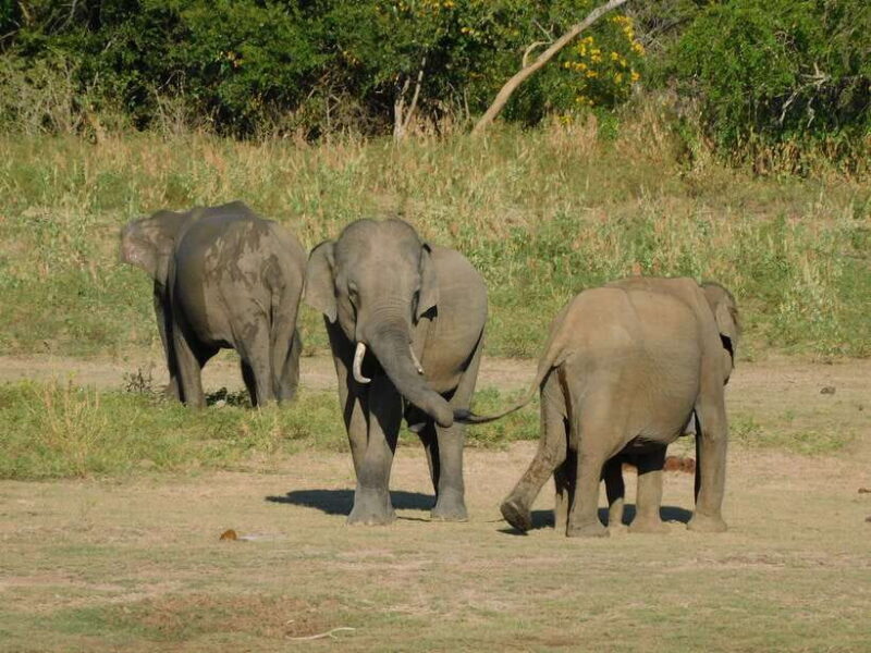 Udawalawe Safari Tour from Hambantota Port(Shore Excursion) - The Value of This Safari