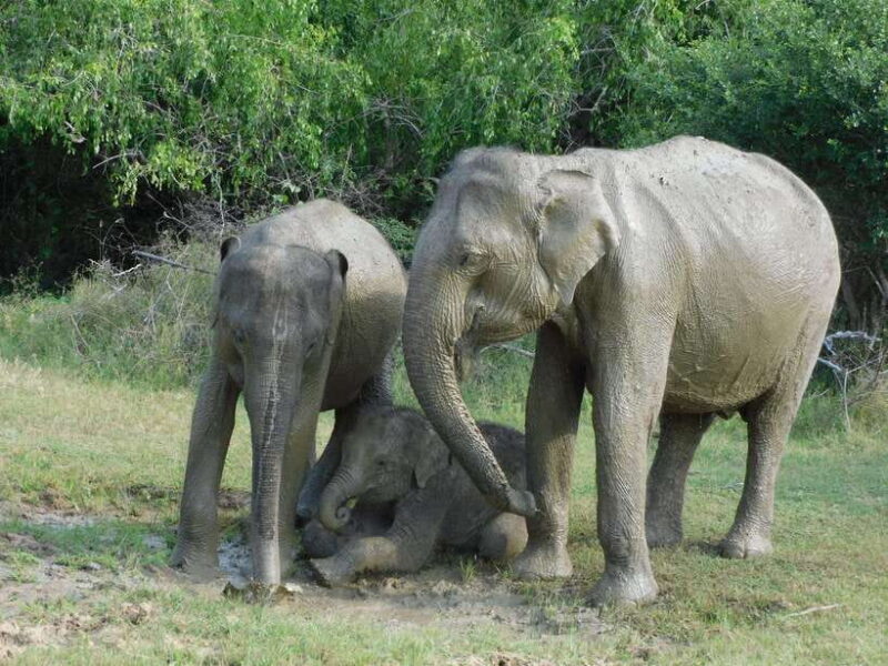 Udawalawe Safari Tour from Hambantota Port(Shore Excursion) - Who Should Consider This Tour?