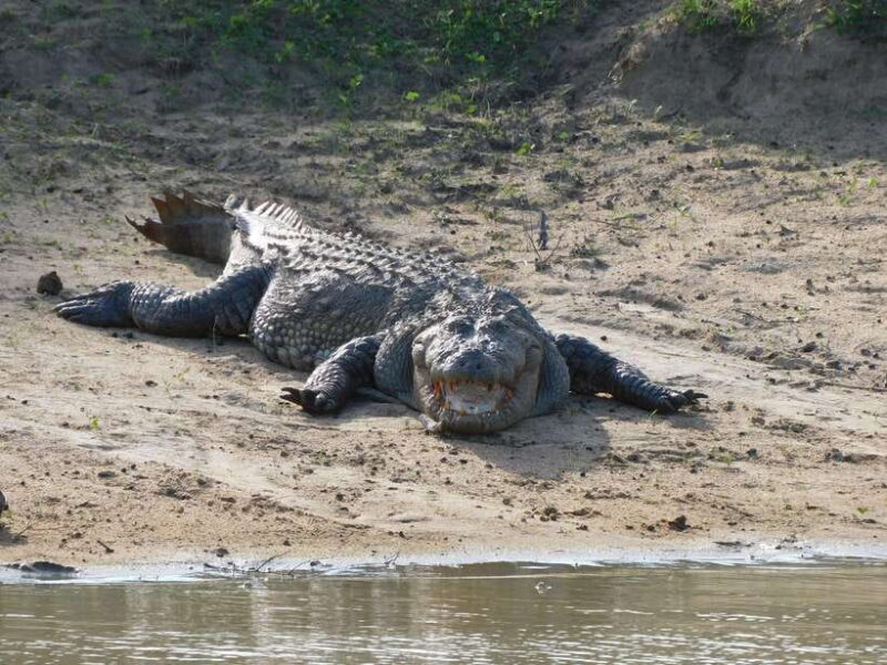 Udawalawe Safari Tour from Hambantota Port(Shore Excursion) - FAQ