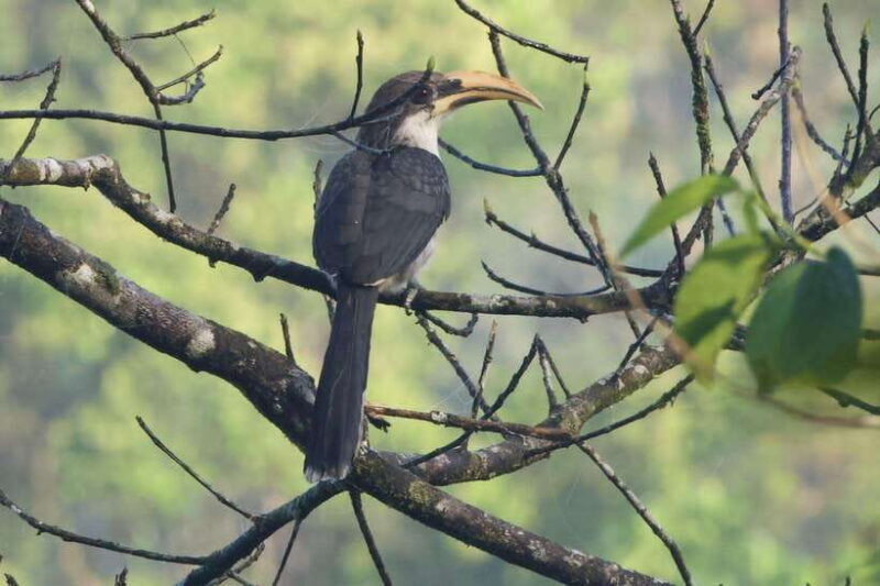 Udawalawe:Sinharaja Day Tour Drop Off Mirissa/Galle/Tangalle - Discovering the Heart of Sri Lanka’s Rainforest