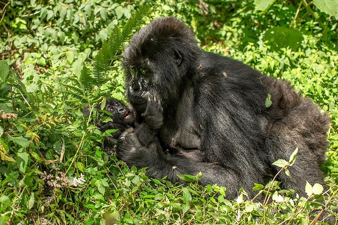 Uganda 4 Days Gorilla Trekking - Trekking in the Jungle