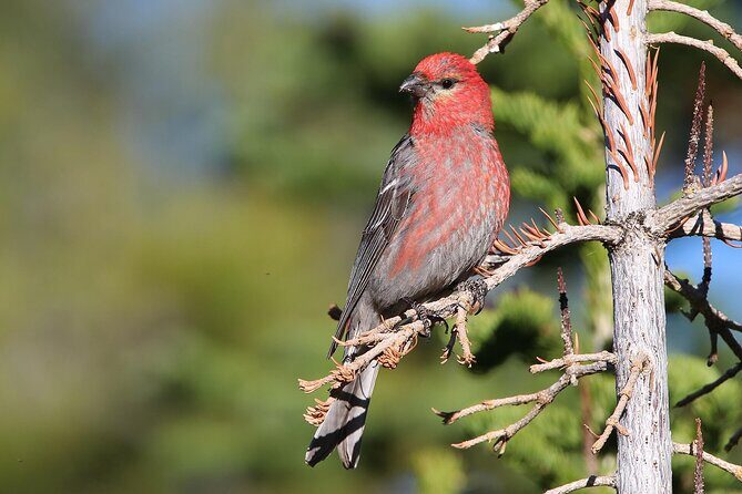 Uinta Mountains Birding and Nature Expedition - A Closer Look at the Uinta Mountains Birding and Nature Expedition