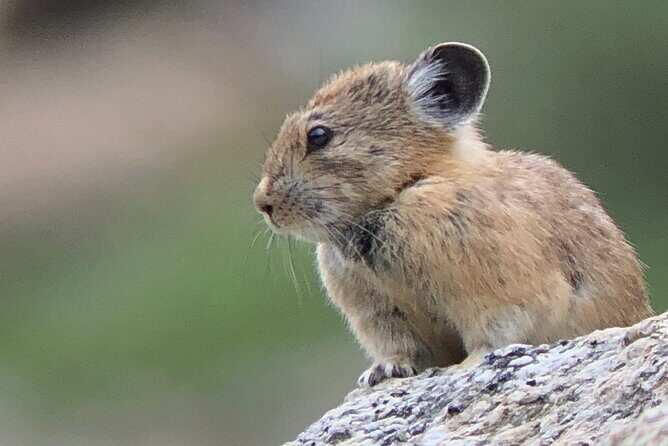 Uinta Mountains Birding and Nature Expedition - Final Thoughts