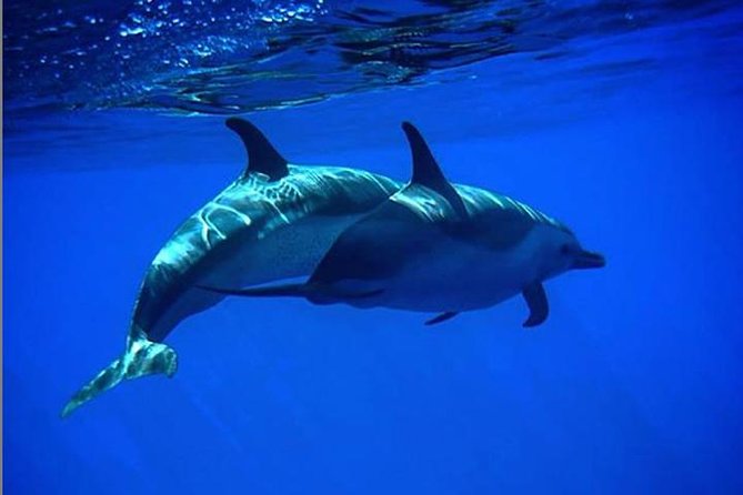 Ultimate 4 Hour Lani Snorkel and Dolphin Encounter - Frequently Asked Questions