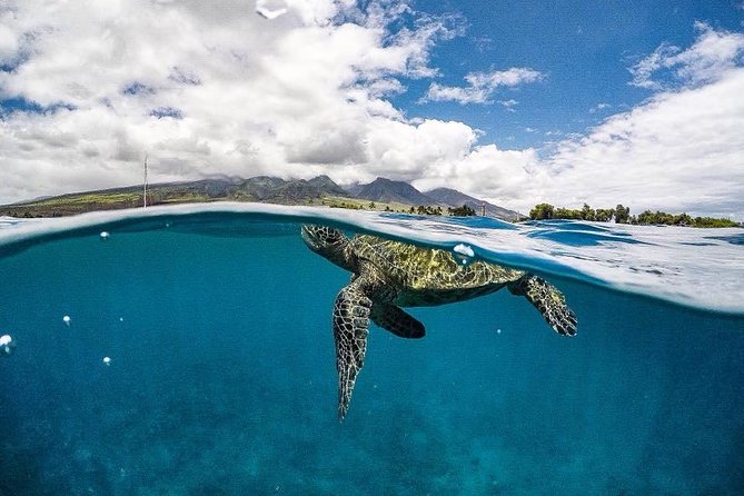 Ultimate 4 Hour Lani Snorkel and Dolphin Encounter - Recap