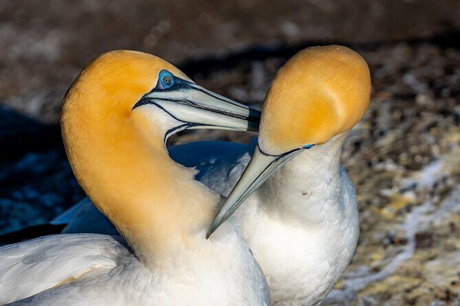 Ultimate Auckland Experience Full Day Tour with Brewery Lunch - Frequently Asked Questions