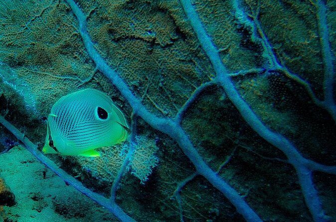 Ultimate Beginner Snorkeling Tour - Price and Value