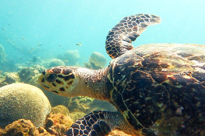 Ultimate Beginner Snorkeling Tour - Why This Tour Works