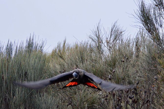 Ultimate Blue Mountains and Wildlife Tour - Final Thoughts