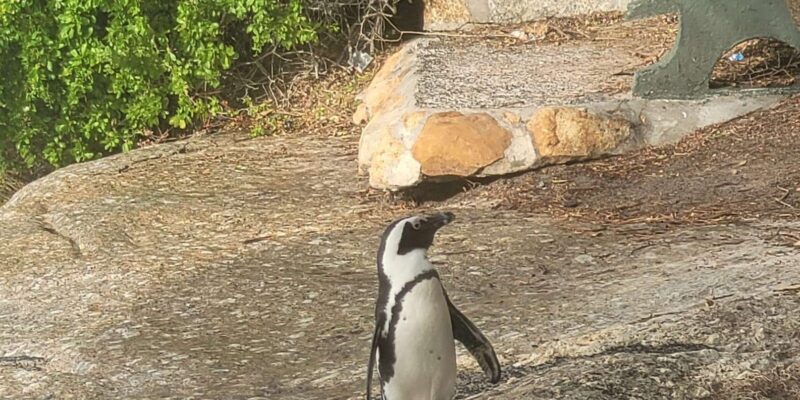 Ultimate Cape Town Penisula Overview Tour - Afternoon Stops
