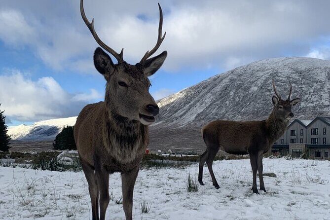 Ultimate Day tour Edinburgh: Glencoe, Highland Cows, Loch Lomond - What’s Included and What’s Not  