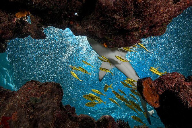 Ultimate Encounter Snorkel with Sharks in Fiji - Who This Tour Is Perfect For  