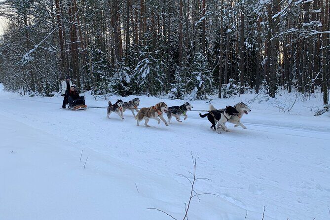 Ultimate Husky dog sledding experience in Latvia - Private tour from Riga - The Guide’s Role: Knowledge, Humor, and Local Insights