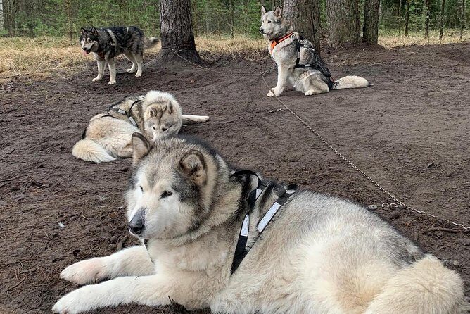 Ultimate Husky dog sledding experience in Latvia - Private tour from Riga - Optional Activities and Extras