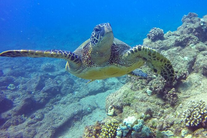 Ultimate Na Pali Coast Zodiac Boat Snorkeling and Sea Cave Tour - Unparalleled Vistas and Wildlife Encounters