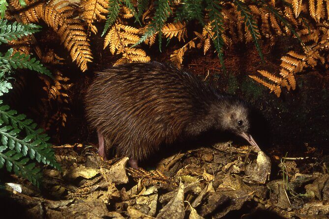 Ultimate Overnight Kiwi Experience - Summing It Up: Who Should Consider This Tour?