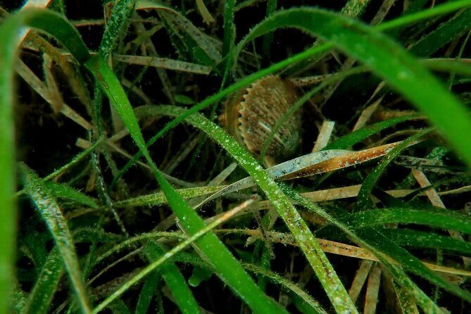 Ultimate Private Scalloping Adventure in Crystal River - What to Expect from the Tour