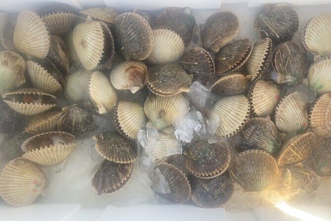 Ultimate Private Scalloping Adventure in Crystal River - Final Thoughts