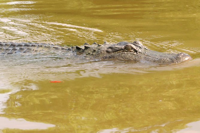 Ultimate Swamp Tour Experience With Transportation From New Orleans - Meeting Location and Pickup