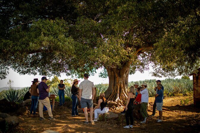 Ultimate tequila 2 day trip from Puerto Vallarta - Who Will Enjoy This Tour?