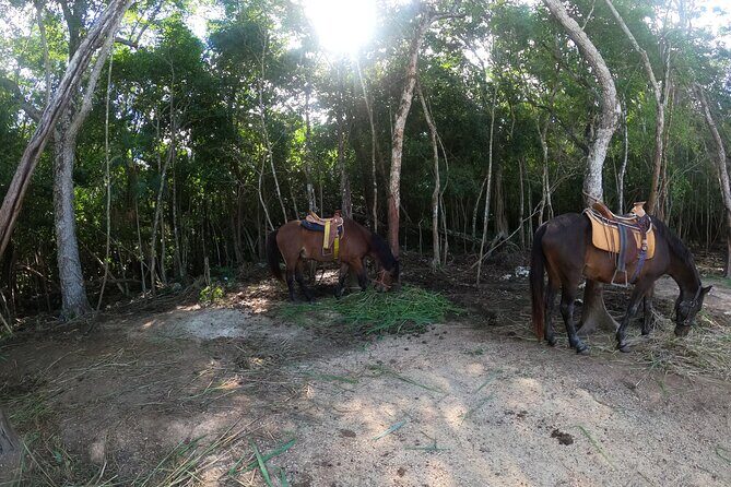 Ultimate Tulum Adventure: ATVs, Horses, Ziplines & Cenotes - Who Will Love This Tour?