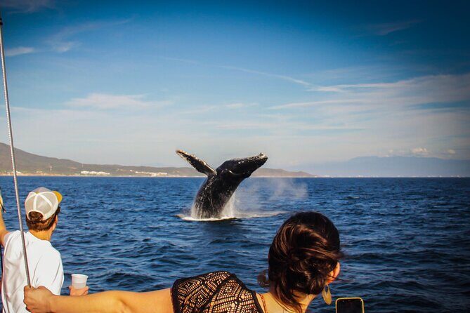 Ultimate Whale Watching Experience All-Inclusive - Key Points