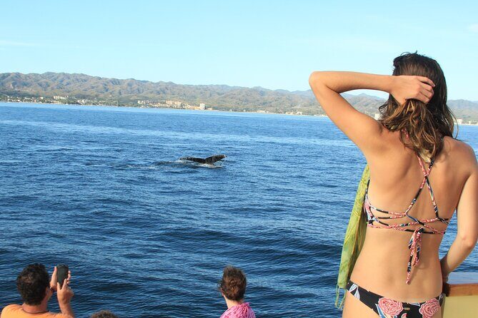 Ultimate Whale Watching Experience All-Inclusive - The Sum Up