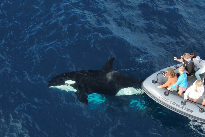 Ultimate Whale Watching Tour aboard the SuperRib: 24 People Max - Authentic Traveler Experiences