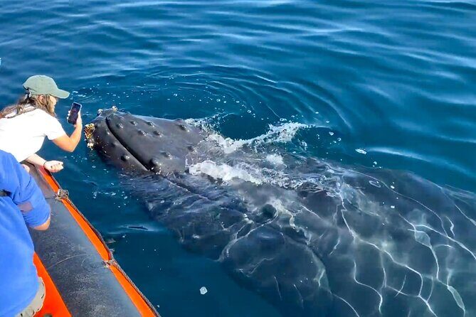 Ultimate Whale Watching Tour aboard the SuperRib: 24 People Max - Practical Tips for Participants