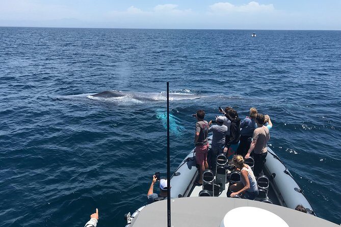 Ultimate Whale Watching Tour aboard the SuperRib: 24 People Max - The Sum Up: Who Should Consider This Tour?