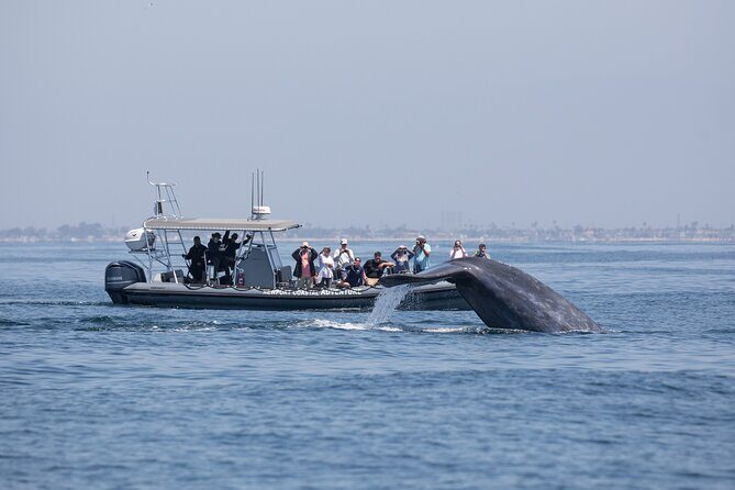 Ultimate Whale Watching Tour aboard the SuperRib: 24 People Max - FAQ