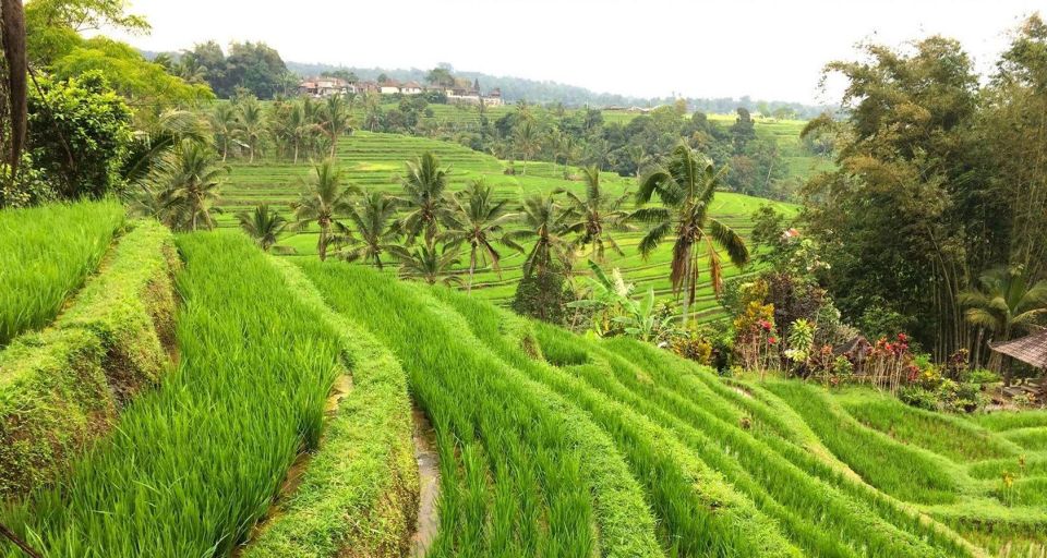 Ulundanu Temple, Handara Gate, Jatiluwih & Tanah Lot Tour - Jatiluwih Rice Terraces