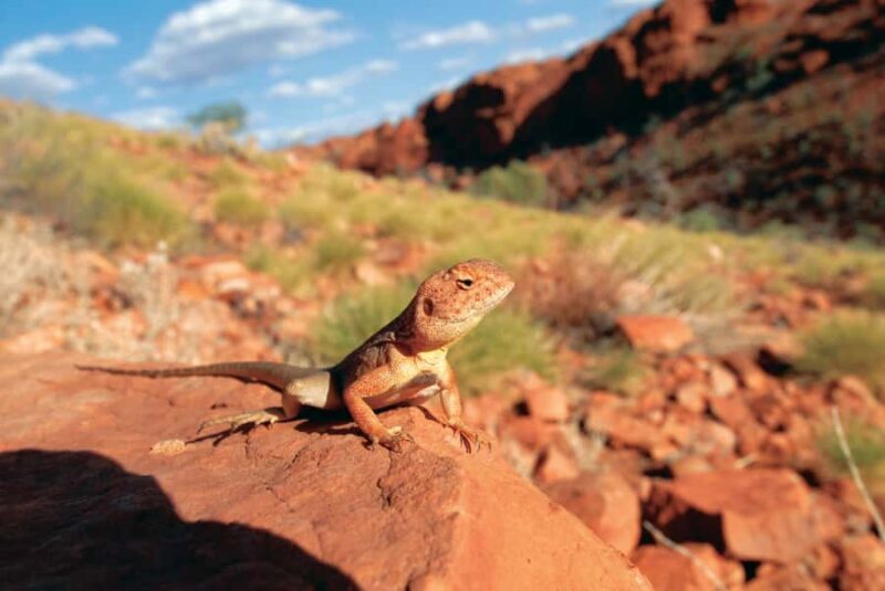 Uluru, Kata Tjuta & Kings Canyon Safari Camping Tour - FAQ