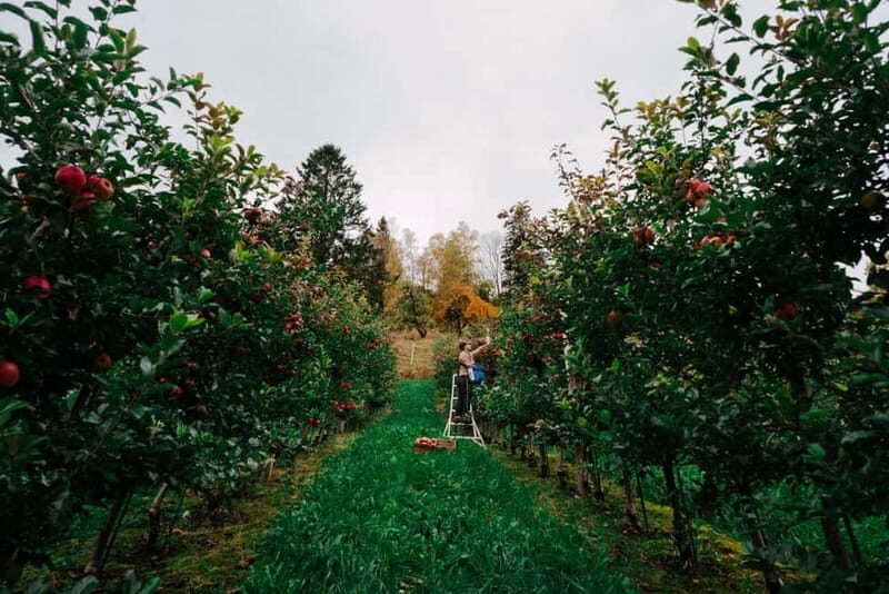 Ulvik: Cider Flight with 4 Types of Cider or Apple Juice - What Travelers Say
