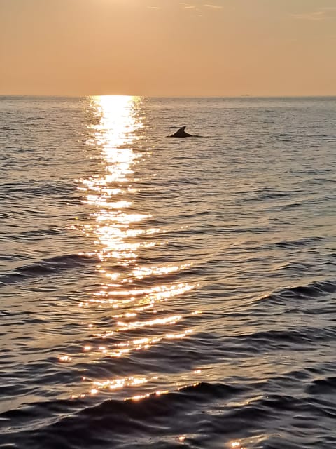 Umag: Dolphinwatching & sunset panorama tour - The Sum Up: Who Should Consider This Tour?