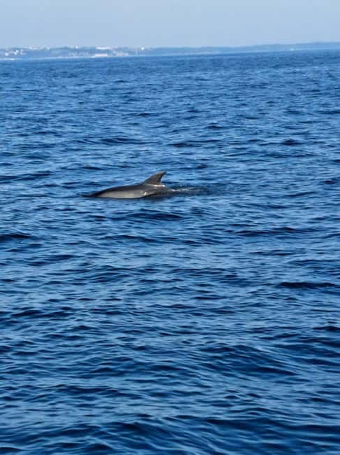 Umag; private speedboat rental with captain - Introduction: An Authentic Marine Adventure in Umag