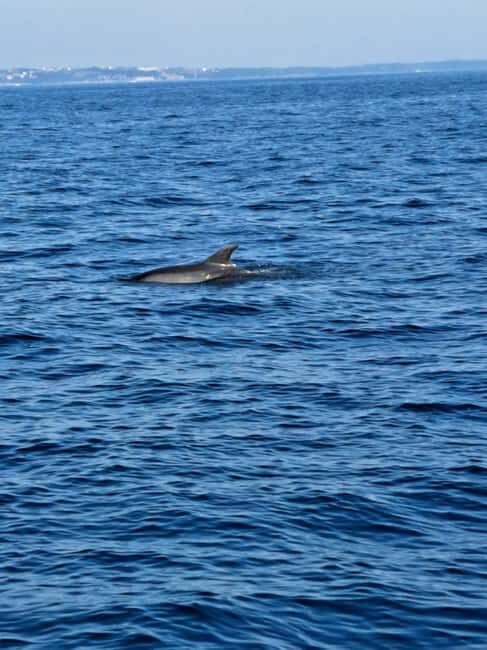 Umag: Snorkeling & dolphin watching morning boat tour - An In-Depth Look at the Experience