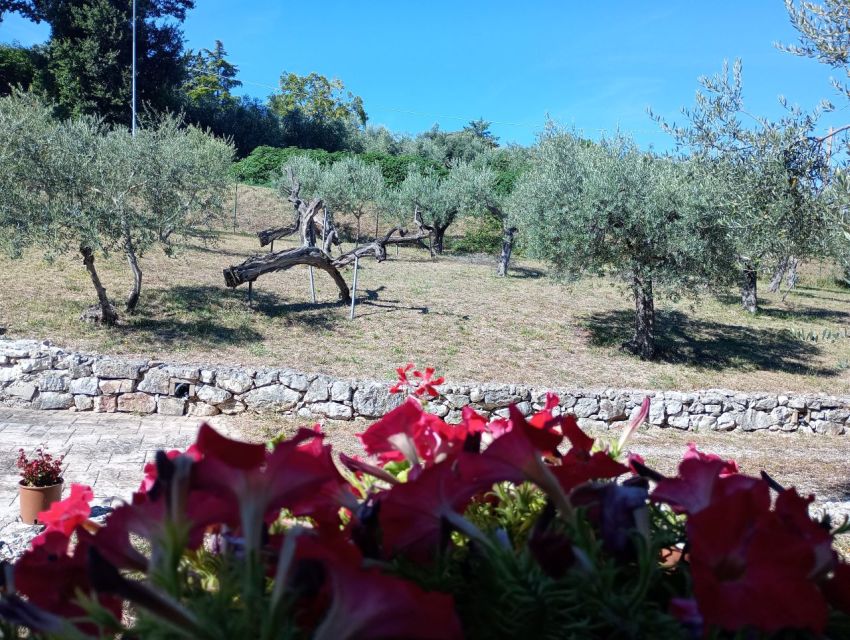 Umbria: Guided Tour to Traditional Oil Mill + Tasting - Recap