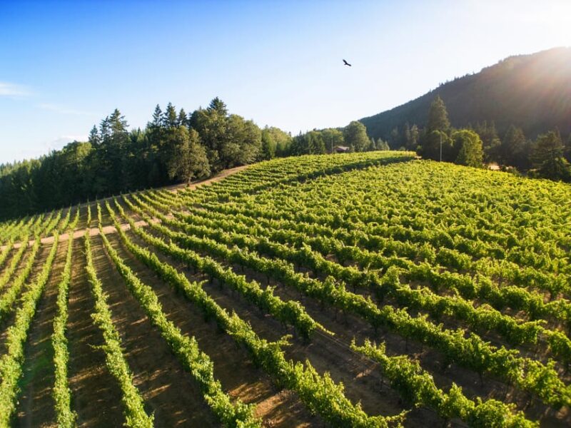 Umpqua Valley, OR: Digital Wine Tasting Pass - Tasting Experience