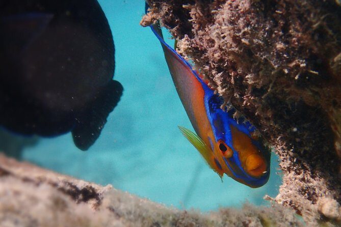 Under the Sea snorkeling(Stingray/Kayak/ Power Snorkel available) - An Honest Breakdown of the Antigua Snorkeling Tour