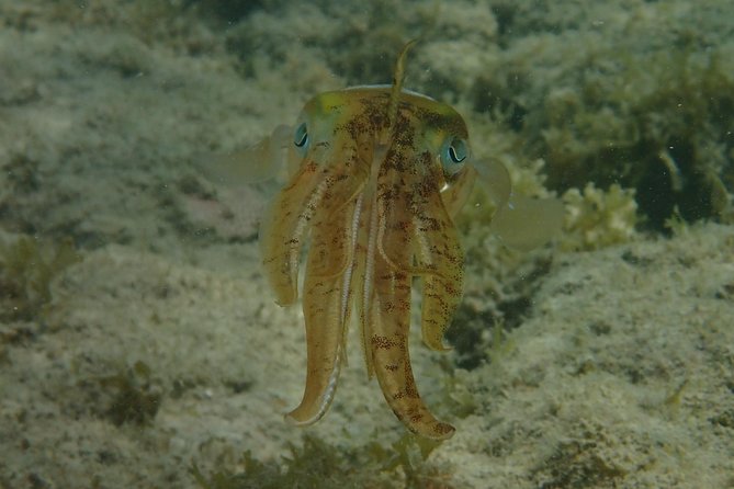 Under the Sea Snorkeling(Stingray/Kayak/ Power Snorkel Available) - Accessibility and Participation