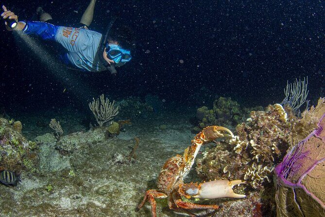 Under the Stars Twilight Snorkel and Seaside Dinner at Money Bar - Why Travelers Love This Experience