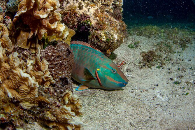 Under the Stars Twilight Snorkel and Seaside Dinner at Money Bar - The Sum Up: Who Should Consider This Tour?