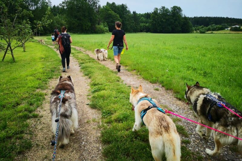 Underallgäu: Wiedergeltingen Guided Hike With Huskies - Key Points