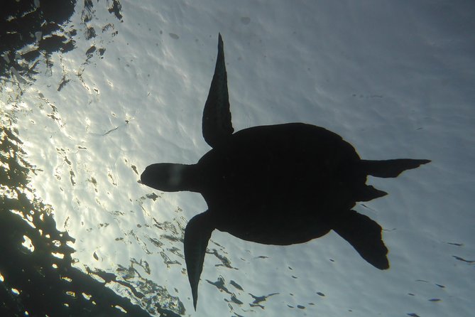 Underwater Scooter Dive (Certified Divers Only) Makena Wailea - What to Expect